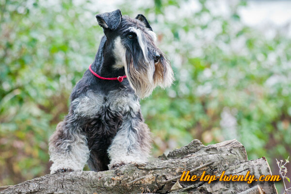 Miniature Schnauzer list top 20 most popular dog breeds Miniature Schnauzer popular dog